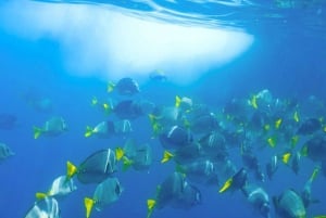 Cabo San Lucas: Crucero de snorkel y vela con almuerzo