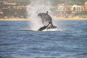 Cabo San Lucas: Snorkeling and Whale Watching Private Dhow