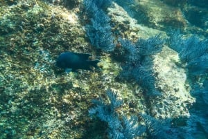 Cabo San Lucas: Esnórquel en la Playa de los Enamorados