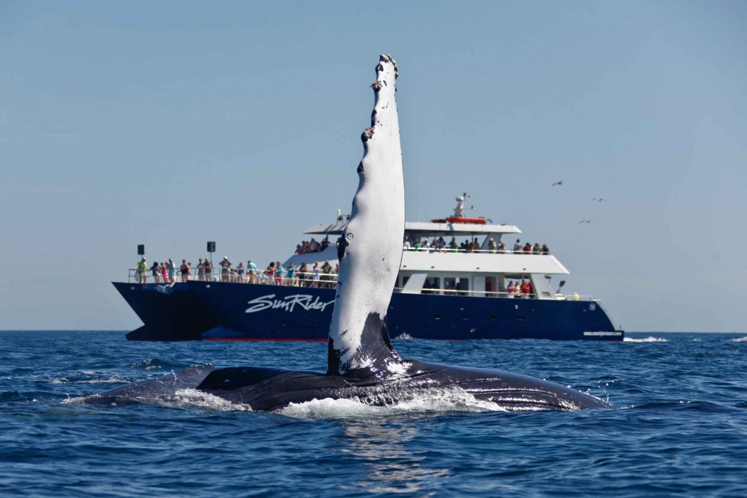 Cabo San Lucas: SunRider Whale Watching Tour with Buffet