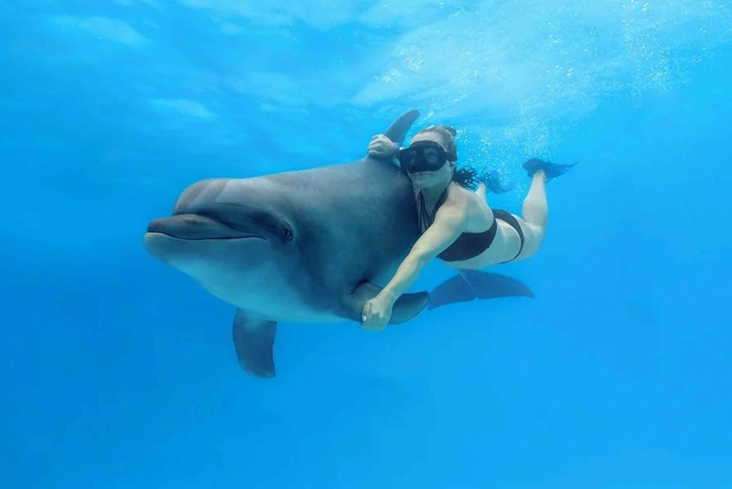 Cabo San Lucas: Excursión a nado con interacción con delfines