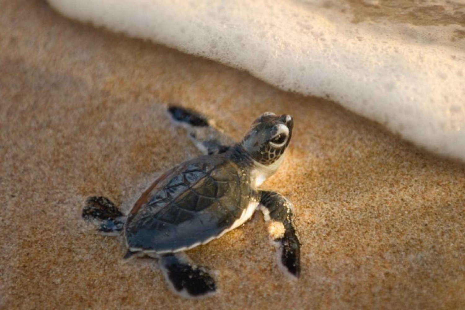 Cabo San Lucas: Aventura de Liberación de Tortugas