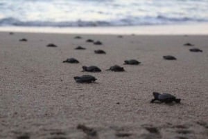 Cabo San Lucas: Aventura de Liberación de Tortugas