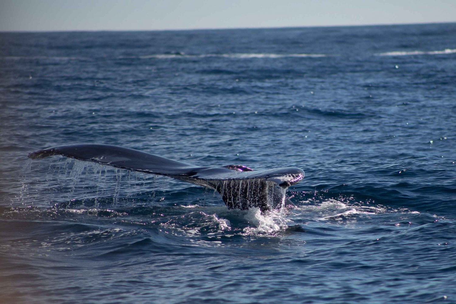 Cabo San Lucas: Whale Watching Breakfast Cruise
