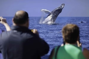 Cabo San Lucas: Whale Watching Breakfast Cruise