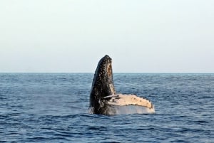 Cabo San Lucas: Whale Watching Experience on Catamaran