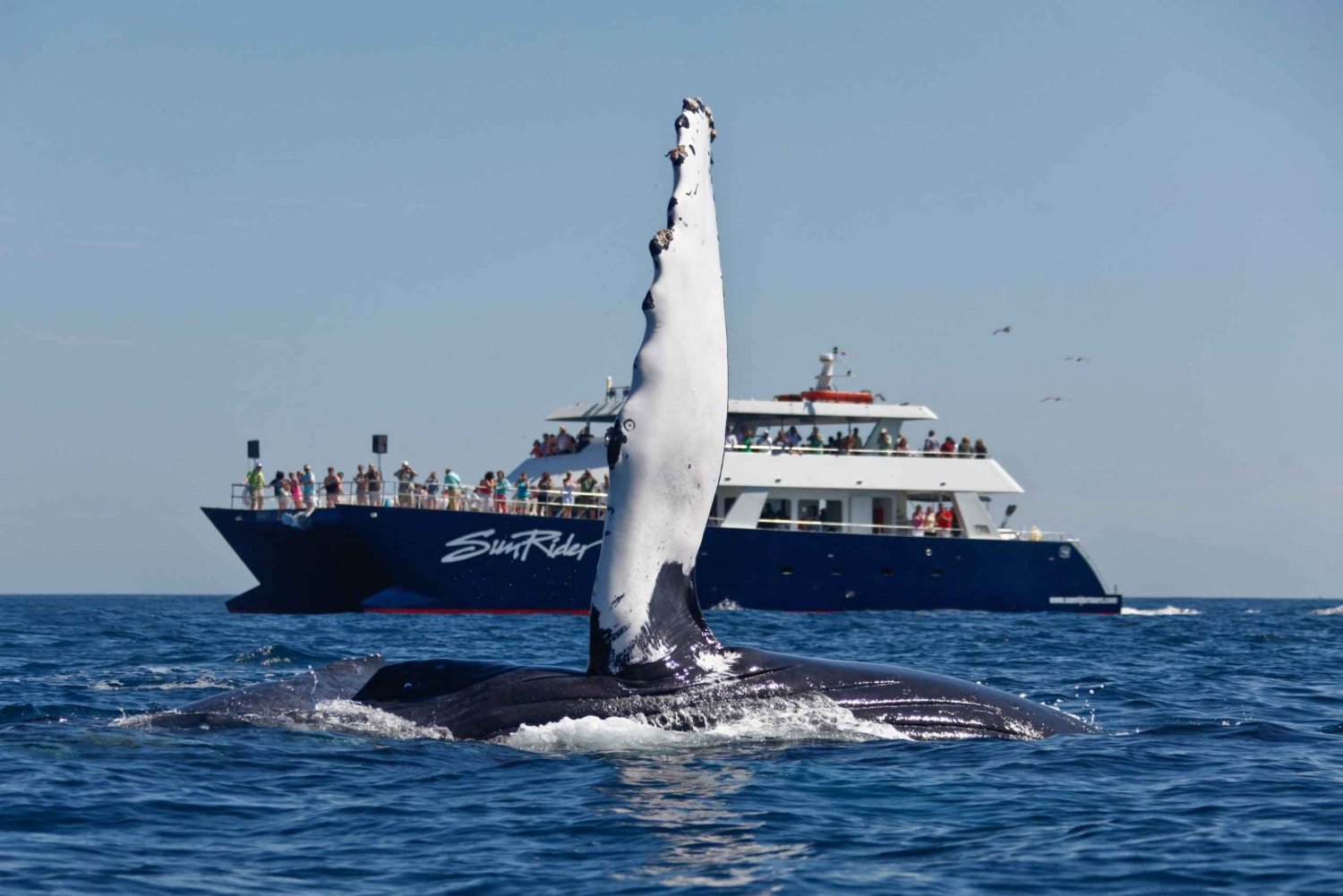 Cabo San Lucas: Excursión de Avistamiento de Ballenas con Buffet y Barra Libre