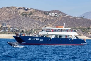 Cabo San Lucas: Excursión de Avistamiento de Ballenas con Buffet y Barra Libre