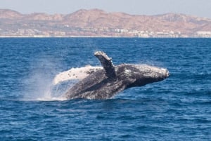 Cabo San Lucas: Excursión de Avistamiento de Ballenas con Buffet y Barra Libre