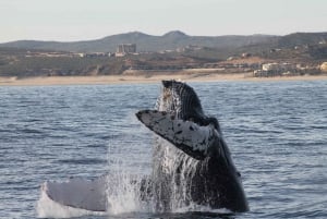 Cabo San Lucas: Excursión de Avistamiento de Ballenas con Buffet y Barra Libre