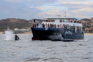 Cabo San Lucas: Excursión de Avistamiento de Ballenas con Buffet y Barra Libre