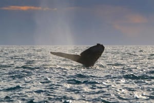 Cabo San Lucas: Excursión de Avistamiento de Ballenas con Buffet y Barra Libre