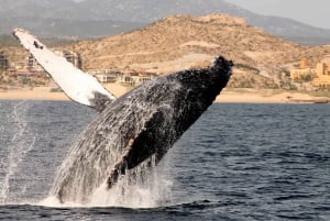 Cabo San Lucas: Excursión de Avistamiento de Ballenas con Buffet y Barra Libre