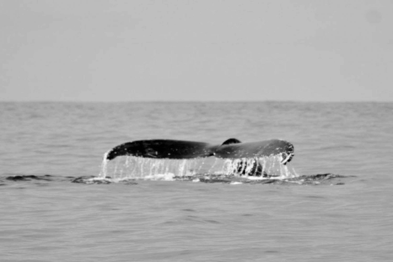 Cabo San Lucas: Excursión de avistamiento de ballenas