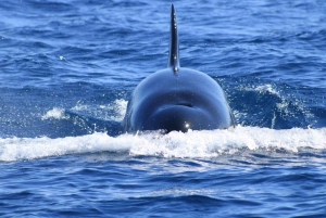 Cabo San Lucas: Excursión de avistamiento de ballenas