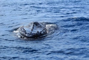 Cabo San Lucas: Excursión de avistamiento de ballenas