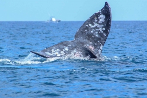 Cabo San Lucas: Excursión de avistamiento de ballenas