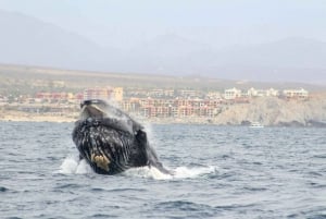 Cabo San Lucas: Excursión de avistamiento de ballenas