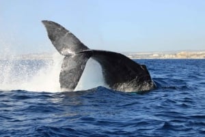 Cabo San Lucas: Excursión de avistamiento de ballenas