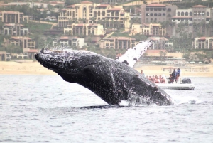 Cabo San Lucas: Excursión de avistamiento de ballenas