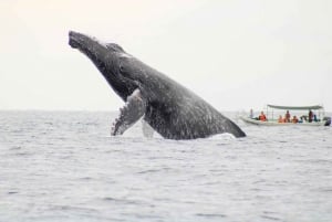 Cabo San Lucas: Excursión de avistamiento de ballenas