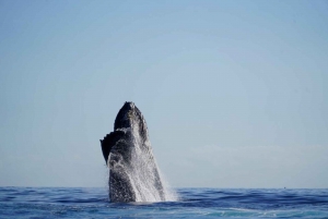 Cabo San Lucas: Excursión de avistamiento de ballenas