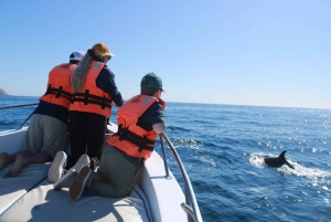 Cabo San Lucas: Excursión de avistamiento de ballenas