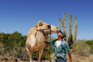 Cabo: Todo Santos Tour with Camel Ranch, Tequila and Lunch