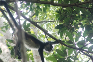 Ruinas de Calakmul y Parada en la Selva