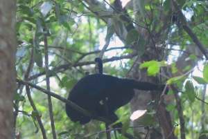 Calakmul Ruins & Stop In The Jungle