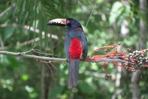 Calakmul: Two Days Hidden Palaces in the Jungle