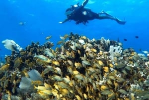 Cancun 2 Cenote Dives: The Pit + Nicte Ha - Certified Divers