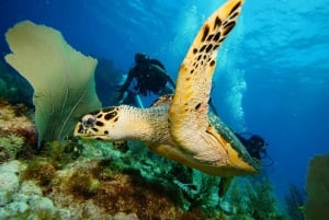 CANCUN: 2T REEF DIVES FOR CERTIFIED DIVERS