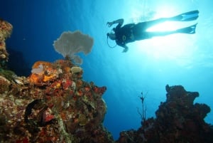 CANCUN: 2T REEF DIVES FOR CERTIFIED DIVERS