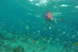 Cancun: 3-Hour Snorkel at Underwater Museum & Coral Reef