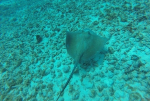 Cancun: 3-Hour Snorkel at Underwater Museum & Coral Reef