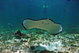 Cancun: Akumal Turtles and Cenote Snorkeling Tour