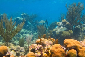 Cancun: Akumal Turtles and Cenote Snorkeling Tour