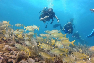 Cancun: Beginners Underwater Museum & Reef Scuba Diving