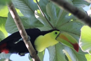 Cancún: Expedición fotográfica de aves con transporte