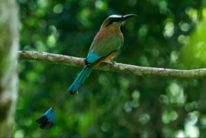 Cancún: Expedición fotográfica de aves con transporte