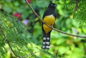 Cancún: Expedición fotográfica de aves con transporte