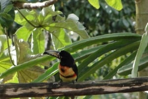 Cancún: Expedición fotográfica de aves con transporte