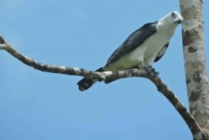 Cancún: Expedición fotográfica de aves con transporte