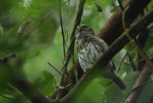 Cancún: Expedición fotográfica de aves con transporte