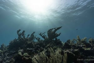 Cancun: Deep Reefs Exploration For Certified Divers