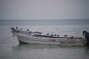 Cancún: Aventura de Observación de Aves y Vida Salvaje en la Isla Holbox