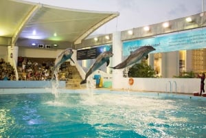 Entrada al Acuario Interactivo de Cancún + Presentación de Delfines