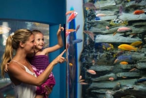 Entrada al Acuario Interactivo de Cancún + Presentación de Delfines