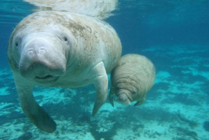 Cancún: Manatee Encounter on Isla Mujeres with Buffet Lunch